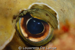Close up Porcupine Puffer fish by Louwrens De Lange 